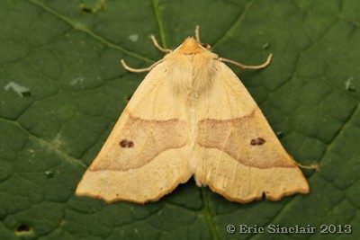 Scalloped Oak