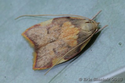 Carcinia quercana
