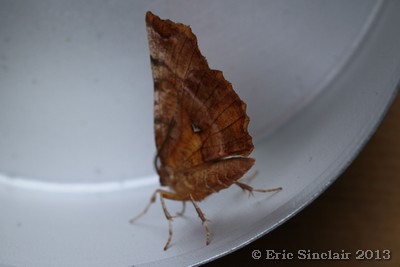 Early Thorn