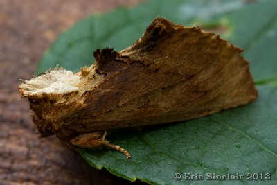 Coxcomb Prominent