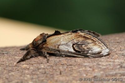 Pebble Prominent