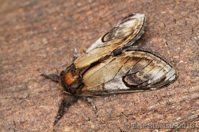 Pebble Prominent