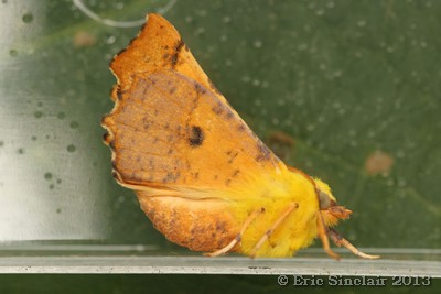 Canary Shouldered Thorn