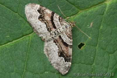 Flame Carpet