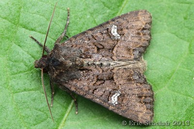 Dot moth