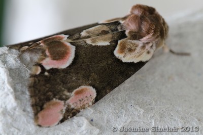 Peach Blossom