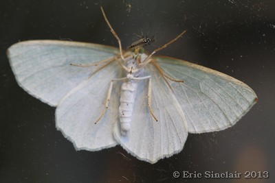 Light Emerald