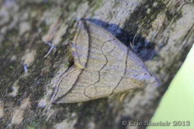 Small Fan-Foot