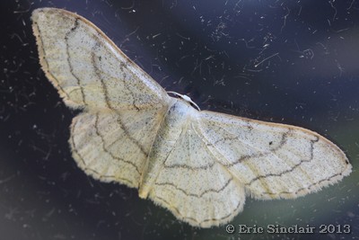 Riband Wave