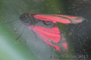 >Cinnabar