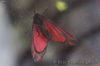 >Cinnabar