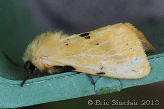 Buff Ermine