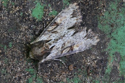 Clouded-bordered Brindle
