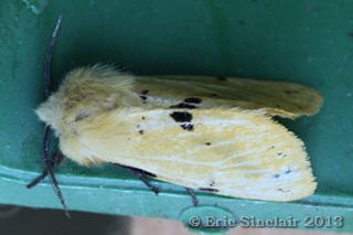 Buff Ermine