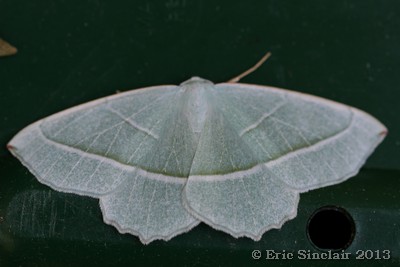 Light Emerald