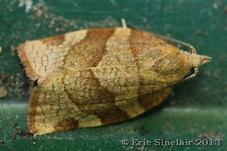 Barred Fruit-tree Tortrix