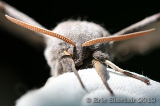 Poplar Hawk Moth