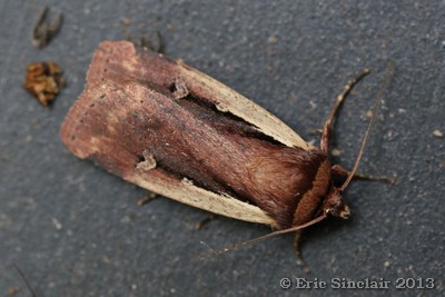 Flame Shoulder