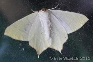 Swallow-tailed Moth
