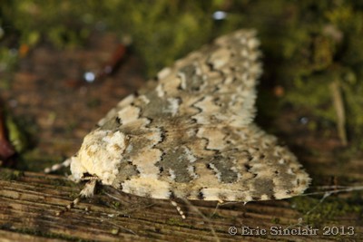 Marbled Beauty