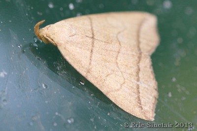Small Fan-Foot