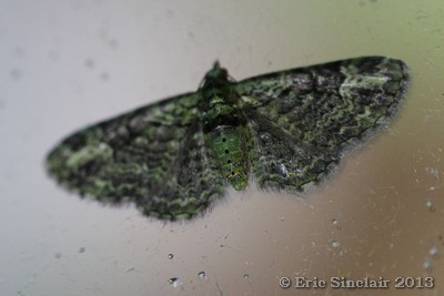 Green Pug