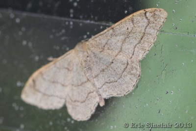 Riband Wave