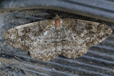 Mottled Beauty