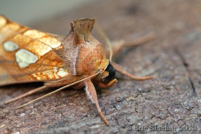 Gold Spot