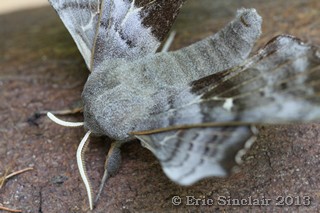 Poplar Hawk Moth