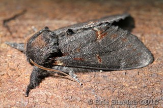 Iron Prominent