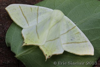 Swallow-tailed Moth