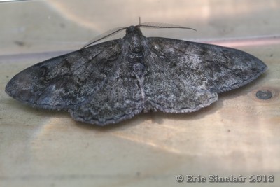 Mottled Beauty