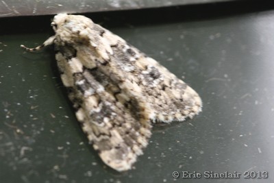 Marbled Beauty