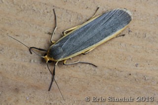 Common Footman