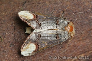 Buff-tip