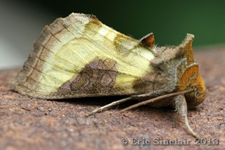 Burnished Brass