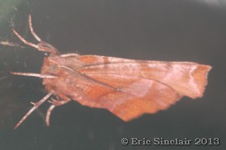 Early Thorn