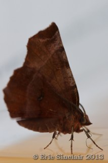Early Thorn