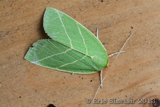 Scarce Silver Lines