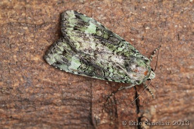 Light Emerald