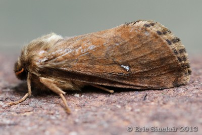 Map-winged Swift