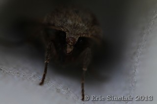 Large Yellow Underwing