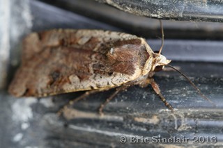 Large Yellow Underwing