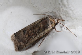 Large Yellow Underwing