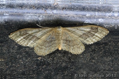 Riband Wave