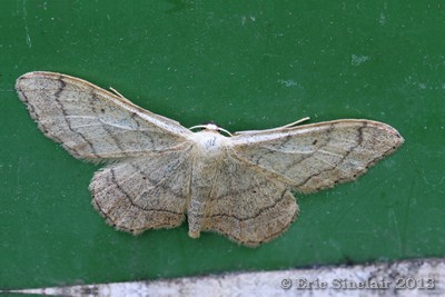 Riband Wave
