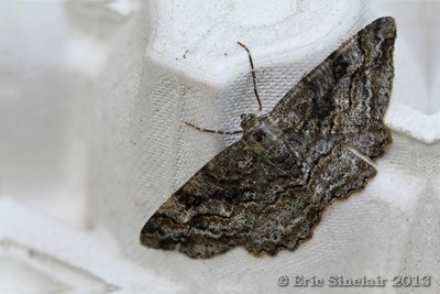 Mottled Beauty