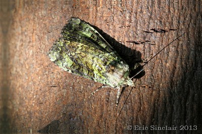 Light Emerald