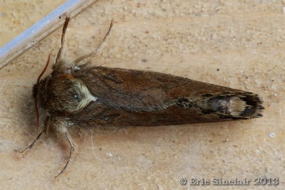 Map-winged Swift